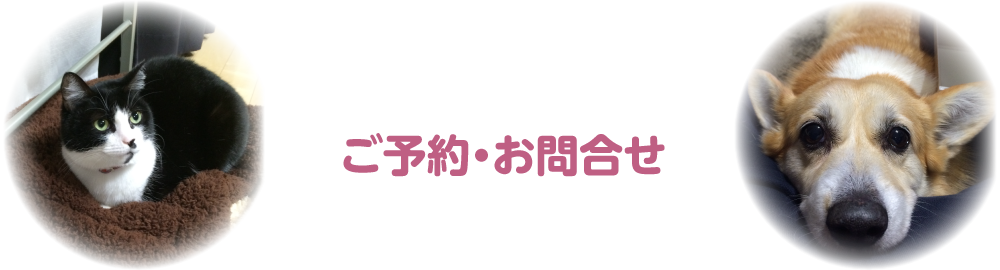 再生医療について